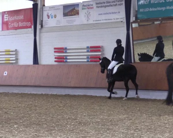 Reitturnier Bottrop 2019