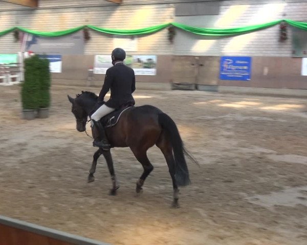Reitturnier Leverkusen-Rheindorf 2019
