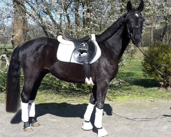 horse Dancier's Dark Dancer (Hanoverian, 2011, from Dancier)