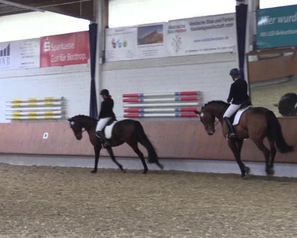 Reitturnier Bottrop 2019