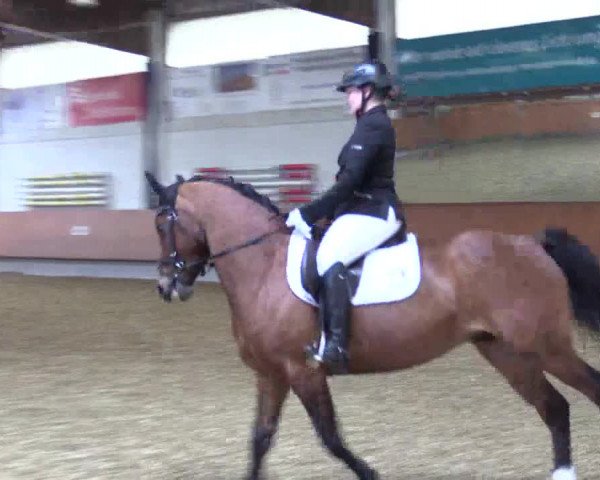 Reitturnier Bottrop 2019