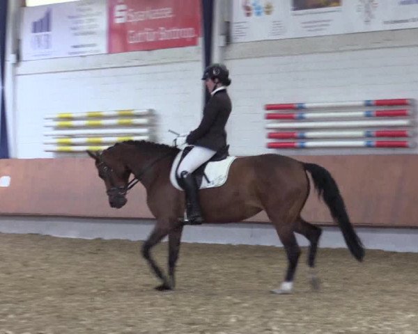 Reitturnier Bottrop 2019