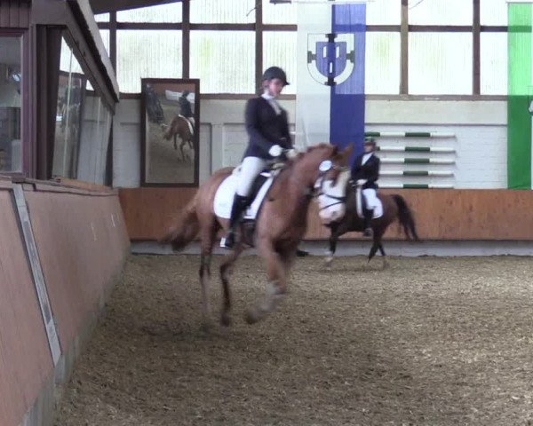 Reitturnier Bottrop 2019