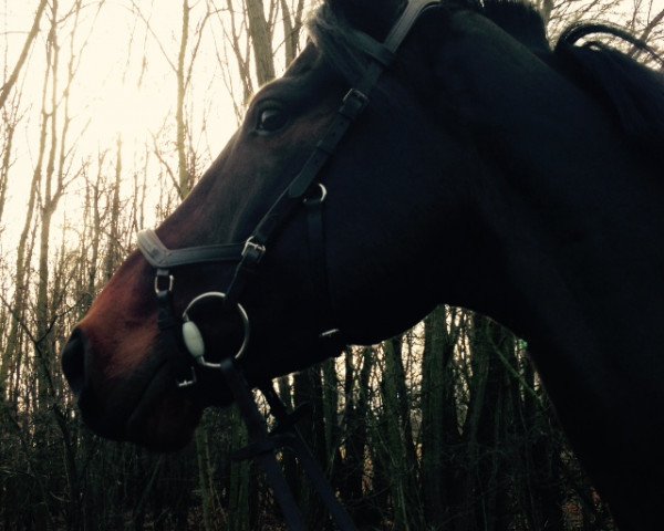 Springpferd All In One 17 (Holsteiner, 2010, von Aragorn W)