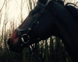 Springpferd All In One 17 (Holsteiner, 2010, von Aragorn W)