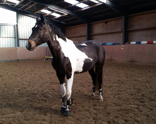jumper Susy Sorglos (German Warmblood, 2011, from Semper)