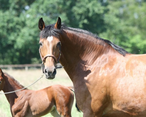 broodmare Philippa (Holsteiner, 2000, from Cassini I)