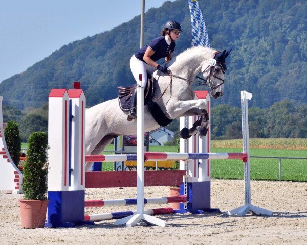 jumper Amaretto 203 (German Warmblood, 2000, from Asti Spumante 7)