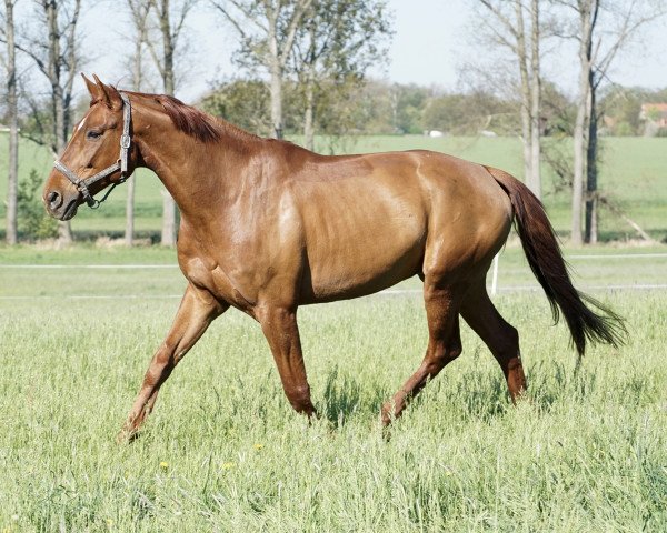 Dressurpferd Spirit of Dreams (Westfale, 2007, von Samba Hit III)