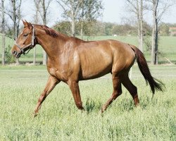 Dressurpferd Spirit of Dreams (Westfale, 2007, von Samba Hit III)