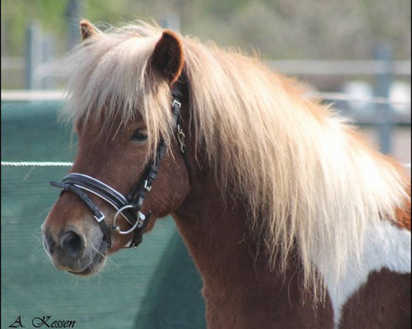 horse Percy Jackson Von Kessen (Shetland B (about 107-117), 2013, from Putz)