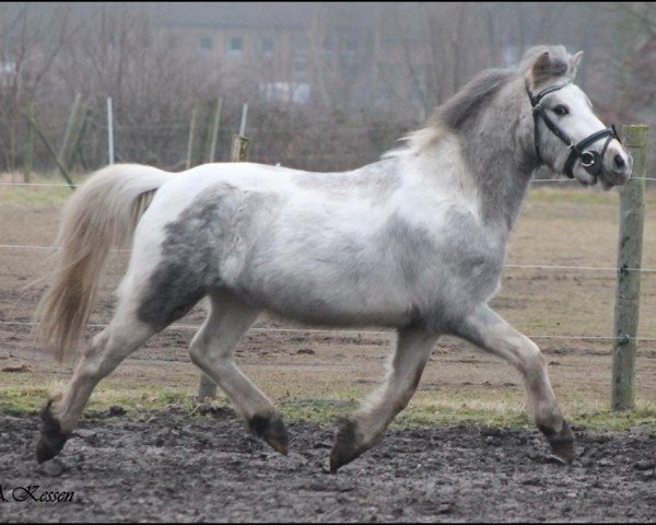 Pferd Indian vom Frankenberg (Kleines Deutsches Pony, 2014, von Leemkuil's Ikor)