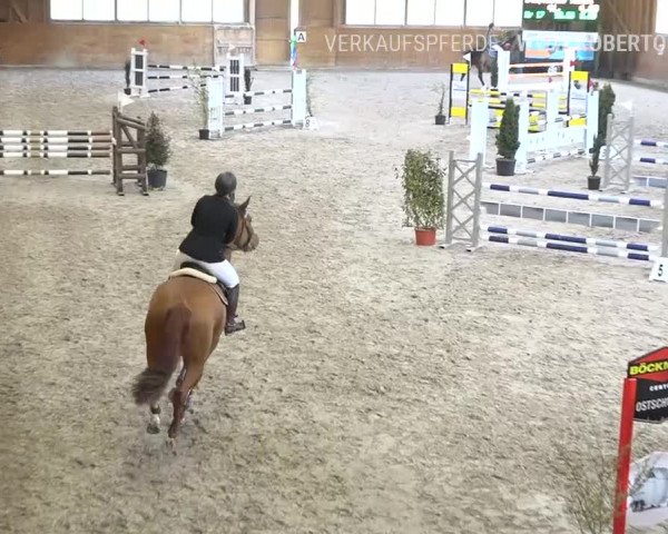 Reitturnier Rüti 2019