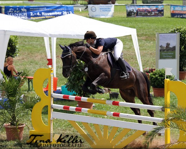 horse Sunny (Hanoverian,  , from San Juan)