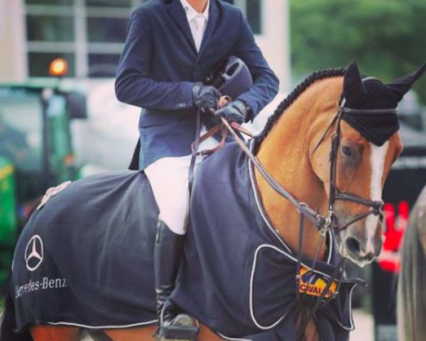 jumper Japatero Vdm (Belgian Warmblood, 2009, from Eldorado van de Zeshoek)