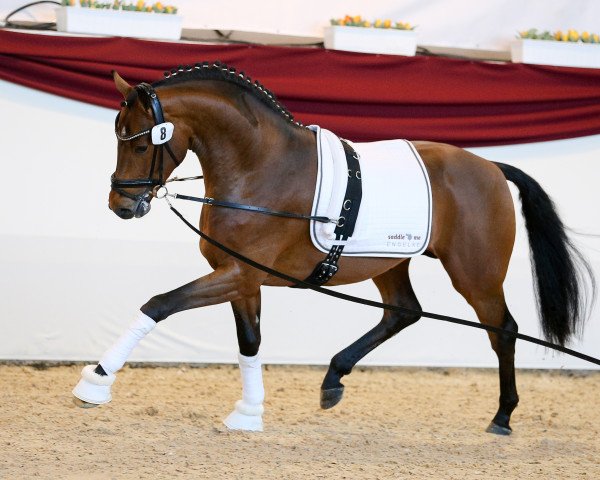 stallion Drambuie GH (Hanoverian, 2014, from Damsey FRH)