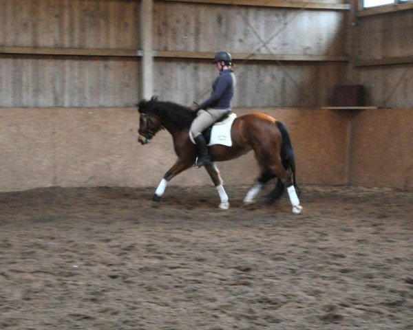 Pferd Petitcoeur Flash (Freiberger, 2012, von Lyroi)