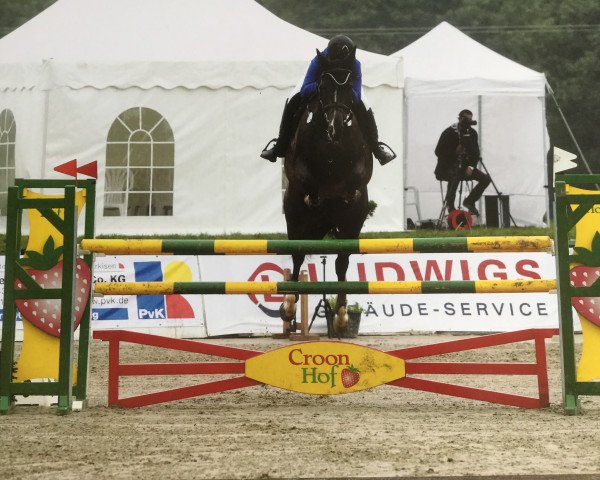 Springpferd Icarus van het Gevahof (Belgisches Warmblut, 2008, von Nonstop)
