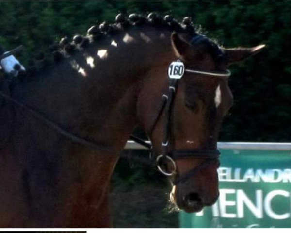 horse Deepalee (Westphalian, 2007, from Donnersmarck)