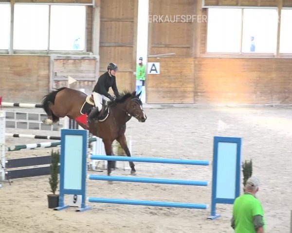 Reitturnier Rüti 2019