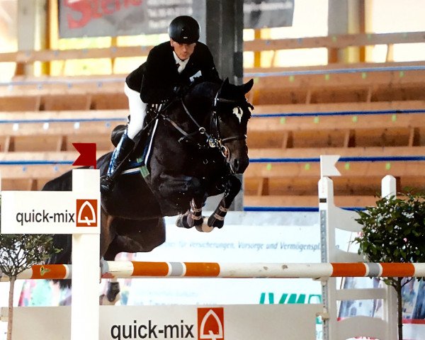 Springpferd Amica 131 (Westfale, 2010, von Arko III)