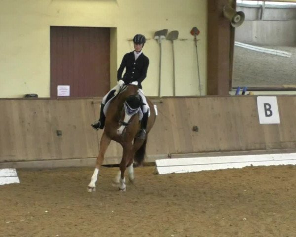 Reitturnier Achern 2019