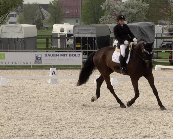 Reitturnier Achern 2019
