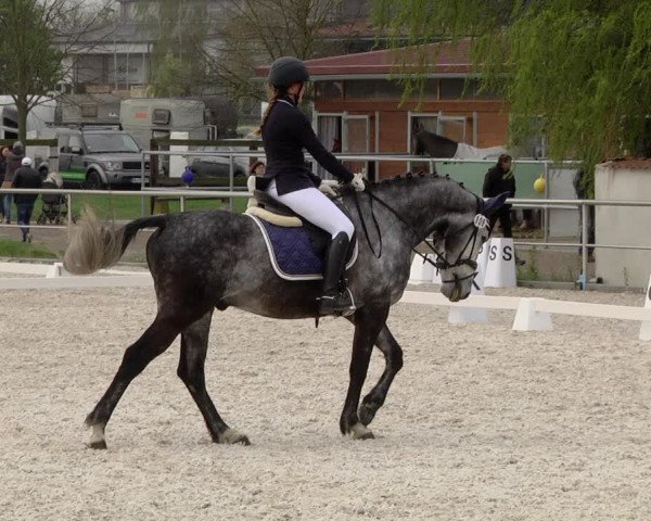 Reitturnier Achern 2019