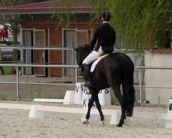 Reitturnier Achern 2019