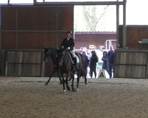 Reitturnier Achern 2019