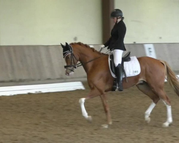 Reitturnier Achern 2019
