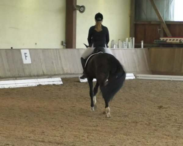 Reitturnier Achern 2019
