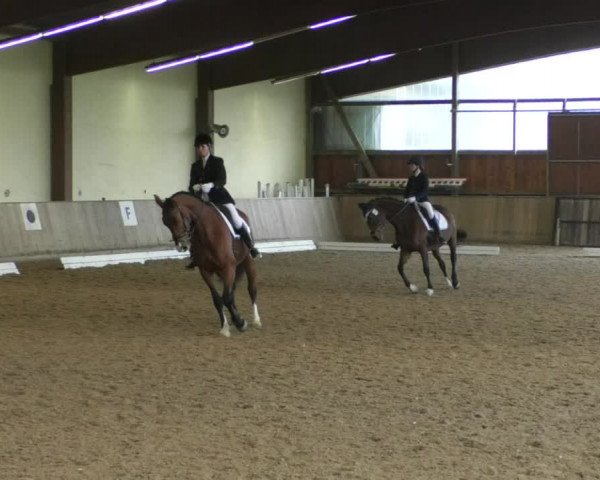 Reitturnier Achern 2019