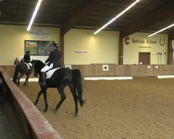 Reitturnier Achern 2019