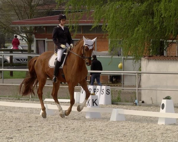 Reitturnier Achern 2019