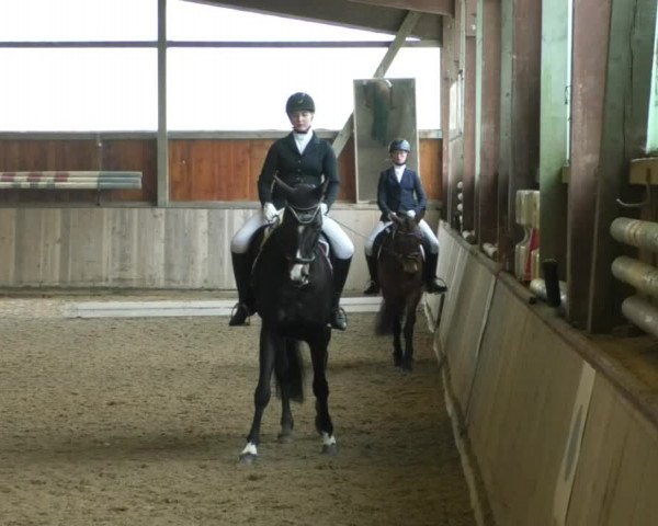 Reitturnier Achern 2019