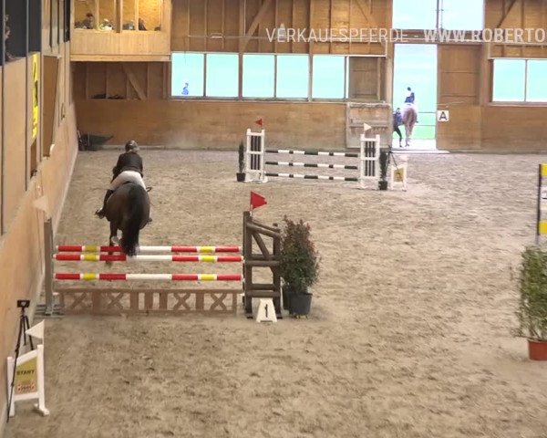 Reitturnier Rüti 2019