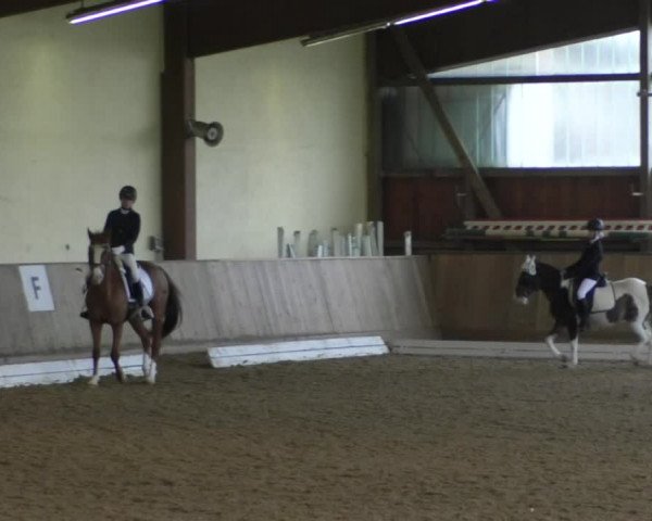 Reitturnier Achern 2019