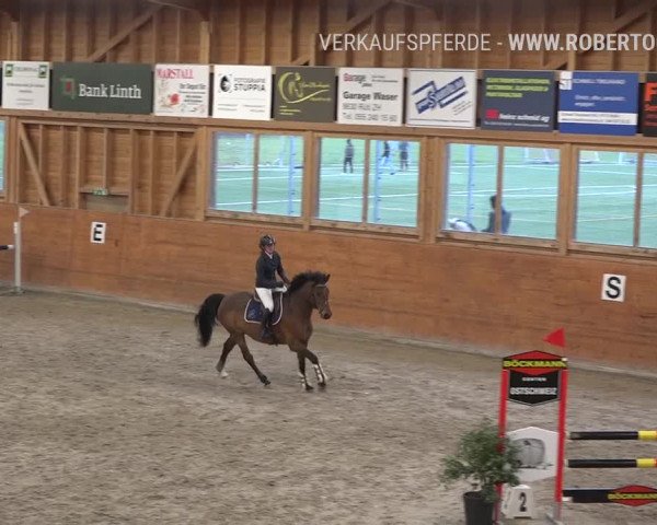 Reitturnier Rüti 2019