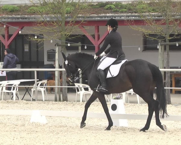 Reitturnier Achern 2019