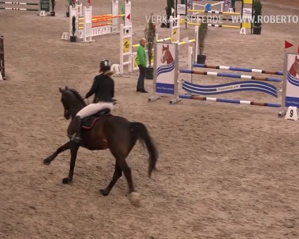 Reitturnier Rüti 2019