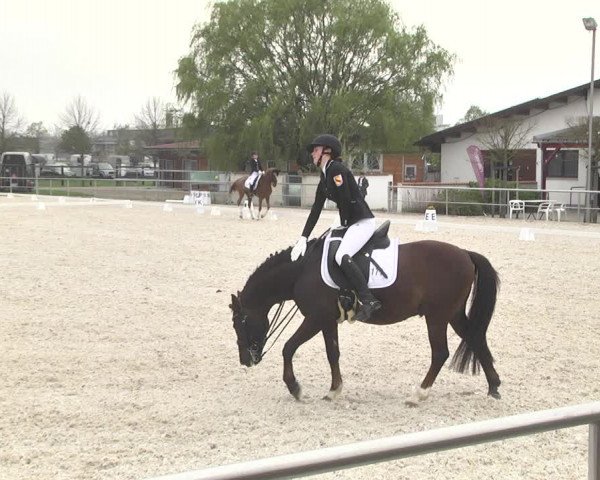 Reitturnier Achern 2019