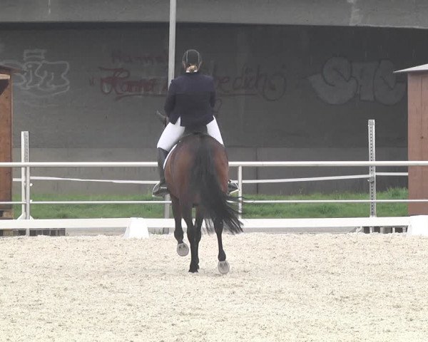 Reitturnier Achern 2019