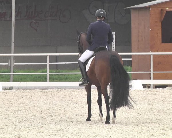 Reitturnier Achern 2019