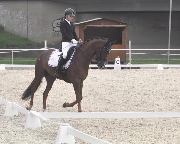 Reitturnier Achern 2019