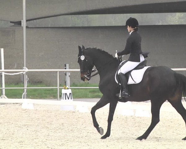 Reitturnier Achern 2019