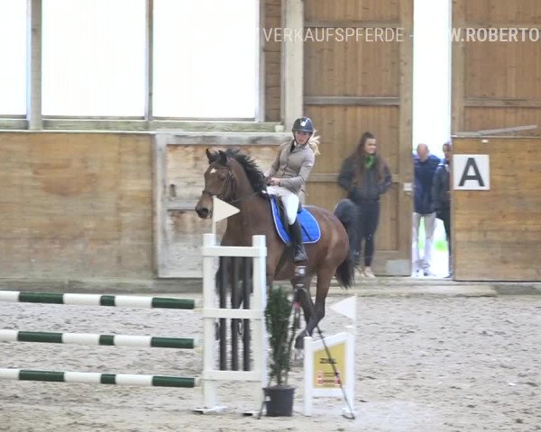 Reitturnier Rüti 2019