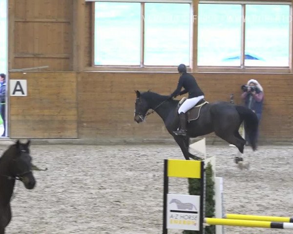 Reitturnier Rüti 2019