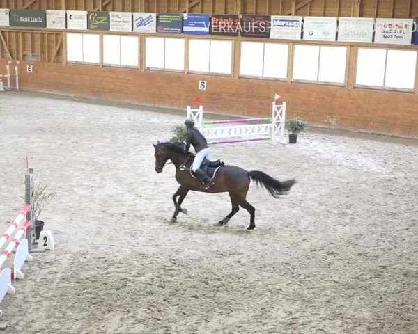 Reitturnier Rüti 2019