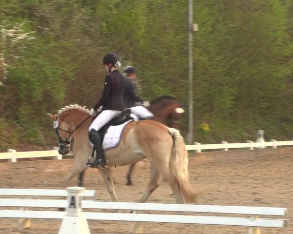 Reitturnier Mettmann - Reitanlage Löckenhoff 2019